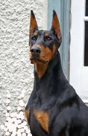 cropping docking dew claws akc doberman pinschers for