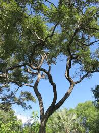 Image result for Garcinia volkensii