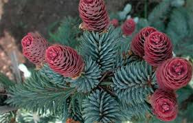 Check spelling or type a new query. Cara Menanam Cemara Biru Gambaran Keseluruhan Teknologi Tumbuh Dari Biji Dan Keratan