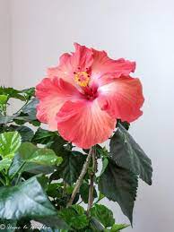 Hibiscus Plant Care Troubleshooting And Pest Control Growing Hibiscus Hibiscus Tree Hibiscus Plant