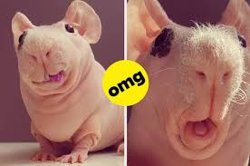In fact, this is a breed of guinea pigs that are known as skinny pigs. a type that does not grow hair on their body, and even though the majority of their skin is hairless, there is still some fur on their muzzles, feet, and legs. Hairless Guinea Pigs On Instagram Are The Cutest Things Ever