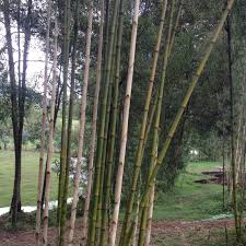 Image result for Oldeania alpina