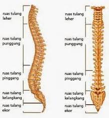 Pendidikan fellow bedah tulang belakang ( spine fellowship ). Definitions Of Thoracal Synonyms Antonyms And Pronunciation