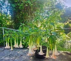 Image result for Brugmansia