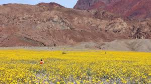 Maybe you would like to learn more about one of these? A Desert S Once In A Decade Super Bloom Bbc Travel