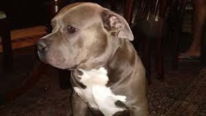 The american bully is a recently formed companion dog breed, originally recognized in 2004 by the american bully kennel club (abkc) and followed by the european bully kennel club (ebkc). Noida Businessman Offers Rs50 000 For Return Of Abducted American Bully Dog Hindustan Times