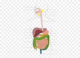 Here's one that you can print and read more about digestion facts in this science article for children. The Digestive System Pictures With Labels Kids Coloring Digestive System Diagram No Labels Free Transparent Png Clipart Images Download