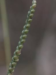 Image result for Paspalum