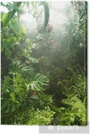 Amazon Rainforest In 2020 Nature Photography Tropical Background Rainforest Photography