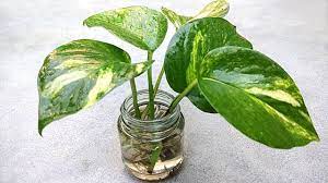 Money plant indoor near me. Grow Money Plant From Single Leaf Grow Indoor Youtube
