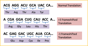 Terms in this set (46). What Is Frameshift Mutation Example