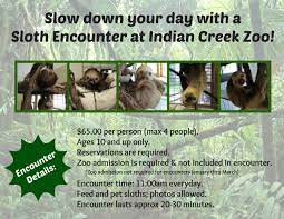 Trip Advisor Top 5 Best Sloth Encounter Experience In The United States A Private Sloth Experience With Feeding Photo Op Indian Creek Sloth Sloth Experience