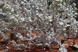 Image result for Petalidium englerianum