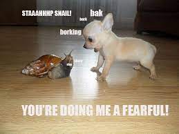 Image Result For Heckin Bamboozled Cute Animals Funny Animals Cute Dogs