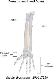Radius along with ulna connects elbow to forearm. Forearm Hand Bones Labeled Diagram Stock Illustration 296617250
