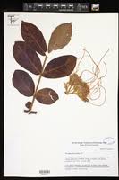 Image result for Strophanthus bequaertii