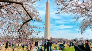 A secret cherry blossom spot in dc that's less touristy. First Timers Guide To The Dc Cherry Blossom Festival