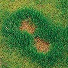 Although nitrogen is essential for a healthy lawn and is a key component in fertilizer, high concentrations of nitrogen can cause grass burns. Spotless Lawn Dog Spot Aid Repair Protect Natures Lawn Garden