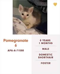 Is not a typical shelter setting. Its Magazine Someone At This Animal Shelter Has Been Giving The Most Epic Names To Their Cats 106 Pics