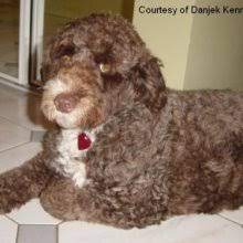 Brown portuguese water dog colors. Puppyfind Portuguese Water Dog Puppies For Sale