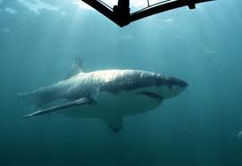 Largest Great White Shark Ever Recorded Seen Feasting On