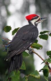Bird With Red Triangle On Back Of Head Biokids Kids Inquiry Of Diverse Species Beautiful Birds All Birds Kinds Of Birds