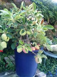 We do not sell to any big box stores. 27 Small Space Gardening Ideas Fruit Trees Edible Garden Small Space Gardening