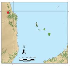 Image result for Sericanthe leonardii