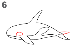 How to draw a cartoon whale easy step by step for kids november 16, 2019 drawing tutorial category: Cartoon Killer Whale Drawing Easy