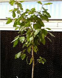 Image result for Curtisia dentata