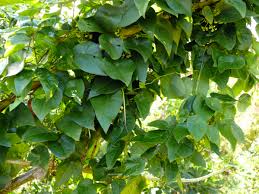 Image result for Menispermaceae