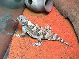 Horny Toad Lizard Caresheet Reptile Rapture