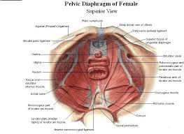 Deep Rotators Of The Hip Brent Brookbush Pelvic Floor Pelvic Diaphragm Healthy Habits Challenge