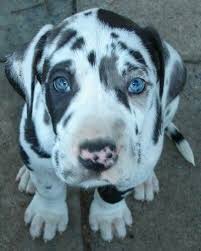 Black And White Spotted Dog With Blue Eyes Catahoula Spotted Leopald Dog Dane Puppies Harlequin Great Dane Puppy Great Dane Puppy