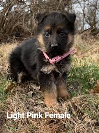Gill german shepherds and police k9 academy, german shepherds, german shepherd police dogs, speciality dogs, police k9 training, breeding at von der haus gill kennel, we do not mass produce puppies. German Shepherd Puppies For Sale In Ohio Cheap Pets Lovers