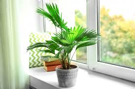 Maybe you would like to learn more about one of these? The Popular Palm Plantscapers