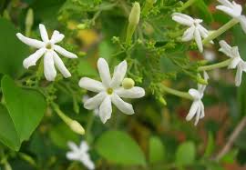 Image result for Jasminum pauciflorum