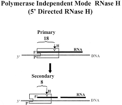 Download dead end drive 1986 torrents absolutely for free, magnet link and direct download also available. Substrate Requirements For Secondary Cleavage By Hiv 1 Reverse Transcriptase Rnase H Journal Of Biological Chemistry