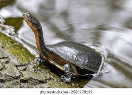 Image result for Hesperantha longicollis