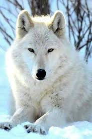 Pin By Jesusita Ac On Wolf In 2020 Arctic Wolf Wolf Dog Animals Beautiful
