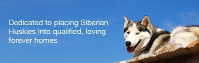 25,063 siberian husky dogs have been adopted on rescue me! Arizona Siberian Husky Rescue Adoption