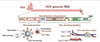 Суммарные антитела к вирусу вирус гепатита с, определение рнк кол. Exploitation Of Lipid Components By Viral And Host Proteins For Hepatitis C Virus Infection Semantic Scholar