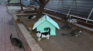 Karabaglar Da Kedi Evi Dagitimi Basladi Yerel Izmir Haber Merkezi