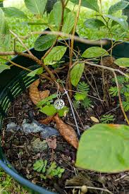 Image result for Mitragyna