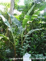 The word variegation refers to flowers or leaves with more than one color. Musa Paradisiaca Ae Ae