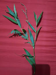 Image result for Persicaria madagascariensis