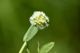 Image result for Spermacoce kirkii