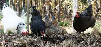 Here are some of the best ways i old blankets are the best way to keep chickens from renovating cultivated beds that are ready for the foraging yard is planted with greens and grasses the chickens like to eat, but it is not nearly as. Keeping Chickens As Part Of A Healthy Vegetable Garden