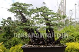 Sejarah Bonsai Bonsai Lambar Bonsailambar Com