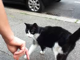 Black cat with white paws walks on the wood flooring. Black Cat With White Paws And Tail